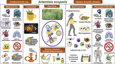 Artemisia scoparia and Metabolic Health: Untapped Potential of an Ancient Remedy for Modern Use